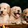 Free Dog Wallpapers